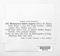 Melampsora caprearum image